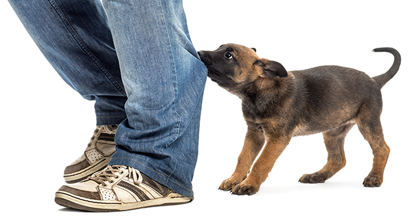 Belgian-shepherd-puppy-biting-and-pulling-leg