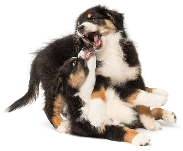 Puppies-Playing-and-Biting