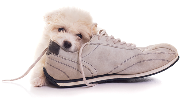 Puppy-chewing-Shoe