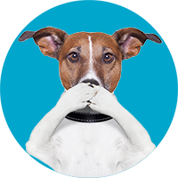 jrt-puppy-training