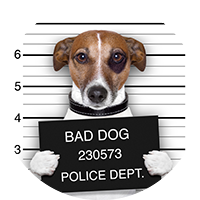 puppy-bad-dog-200