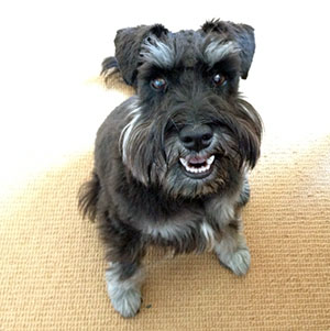 Black-Dog